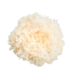 dried-snow-fungus-tremella-fuciformis-isolated-white-background-removebg