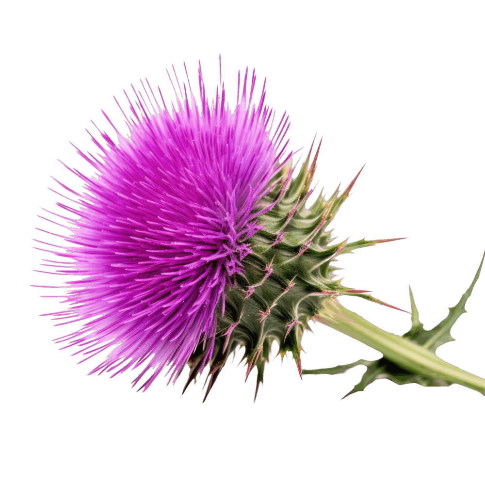 Mockup_C_B085_1004198203-removebg